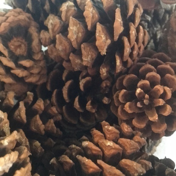 Pinecone Bundle of Montana Pinecones for crafting - Picture 6 of 7